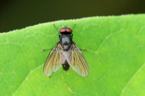 Hebecnema vespertina